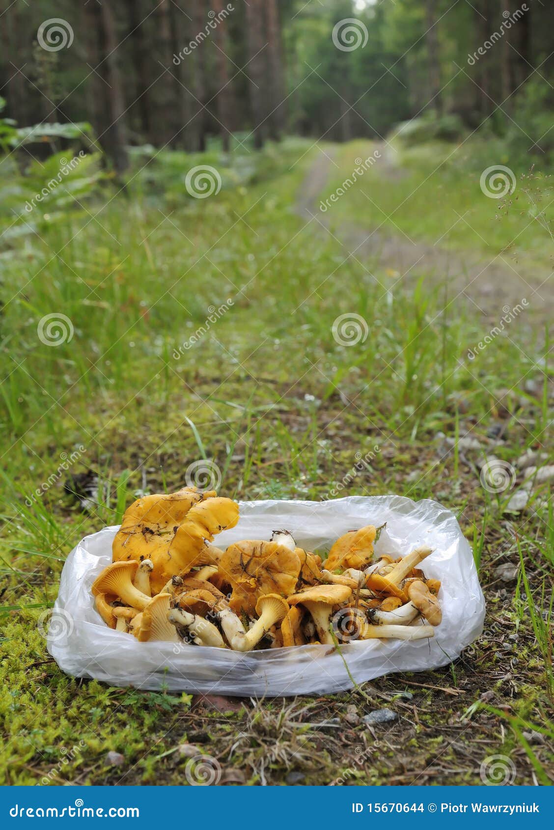 Chanterelle season stock photo. Image of grass, august 15670644