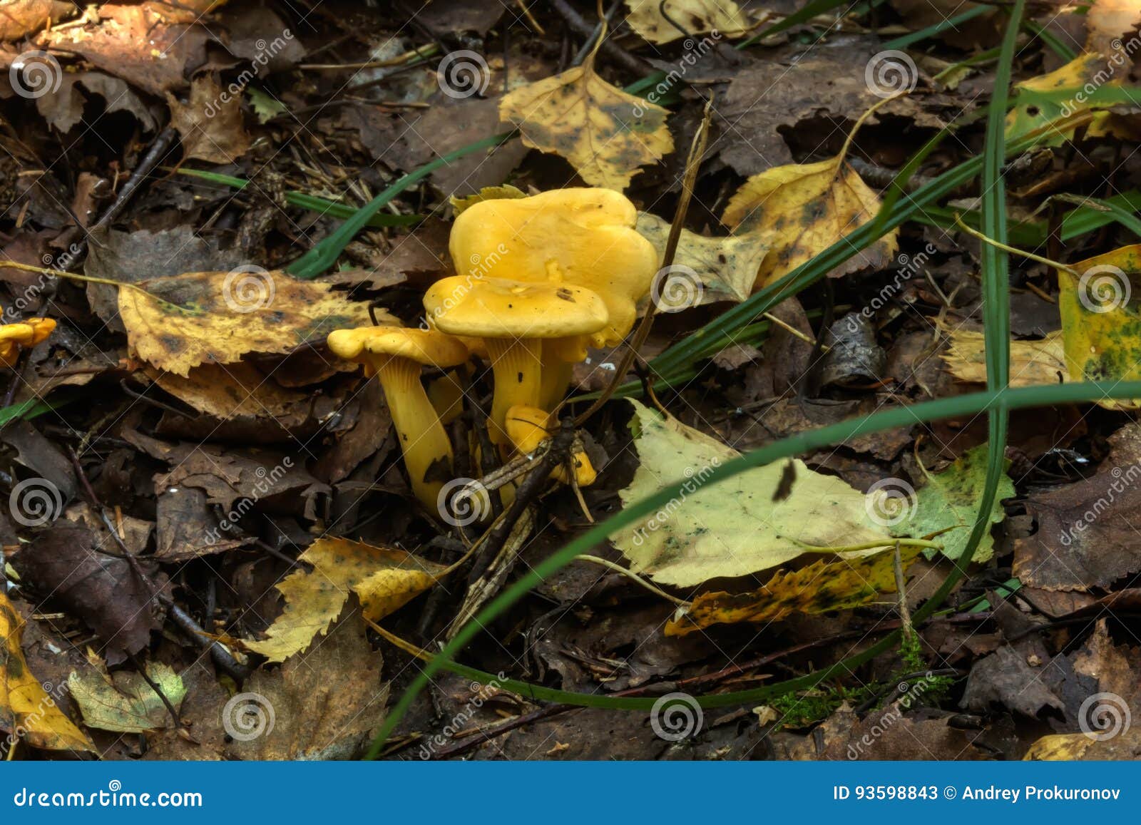 Chanterelle. Summer Forest. Stock Image Image of edible, chanterelle