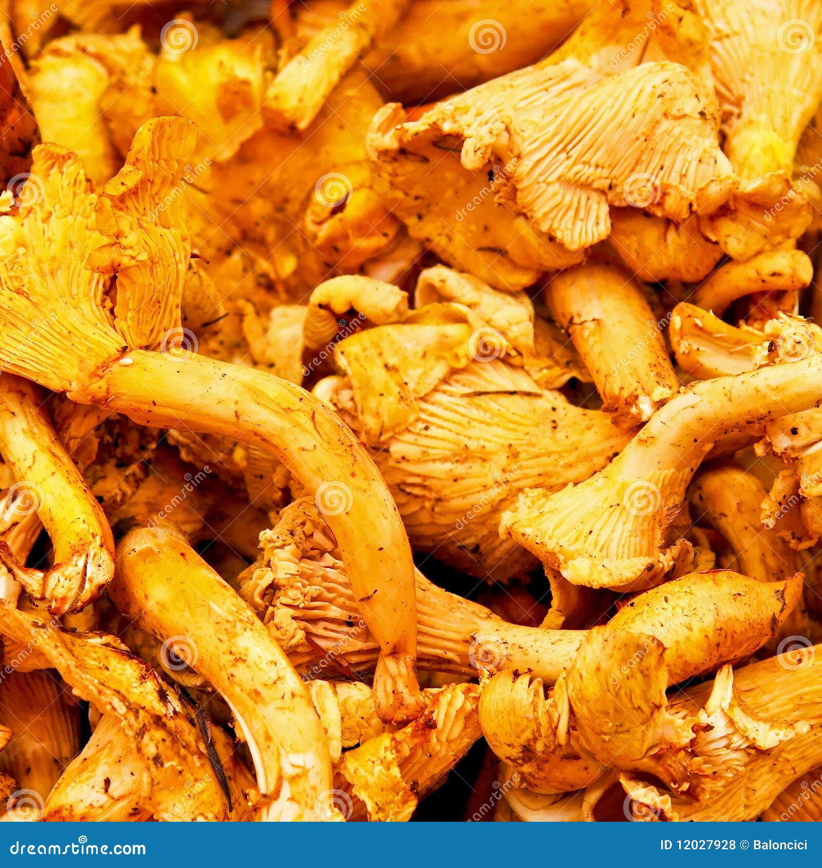 Chanterelles stock photo. Image of nature, toadstool 12027928