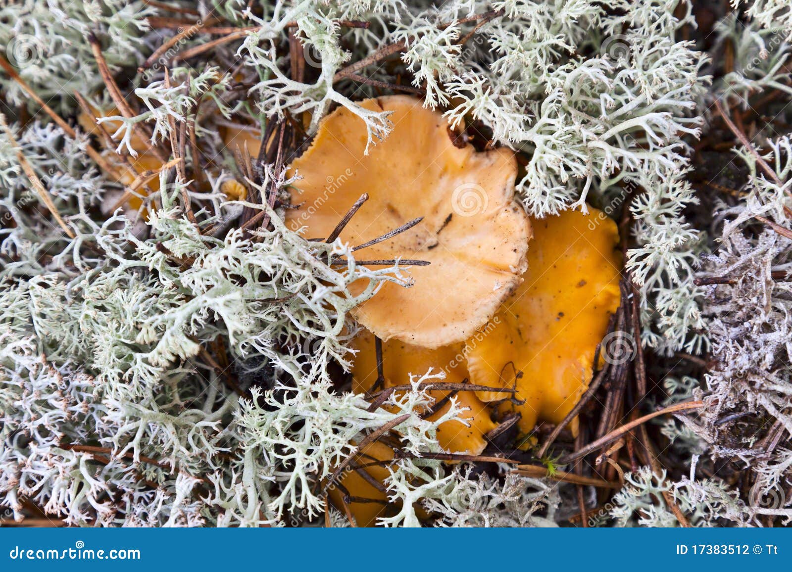 Chanterelles stock photo. Image of forests, mushroom 17383512