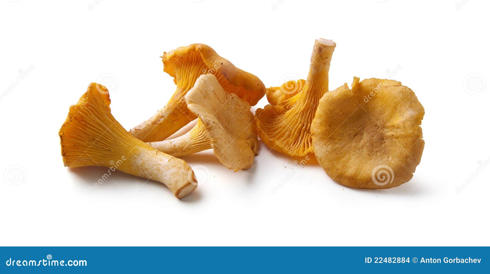 Chanterelles stock photo. Image of heap, forest, mushrooms 22482884