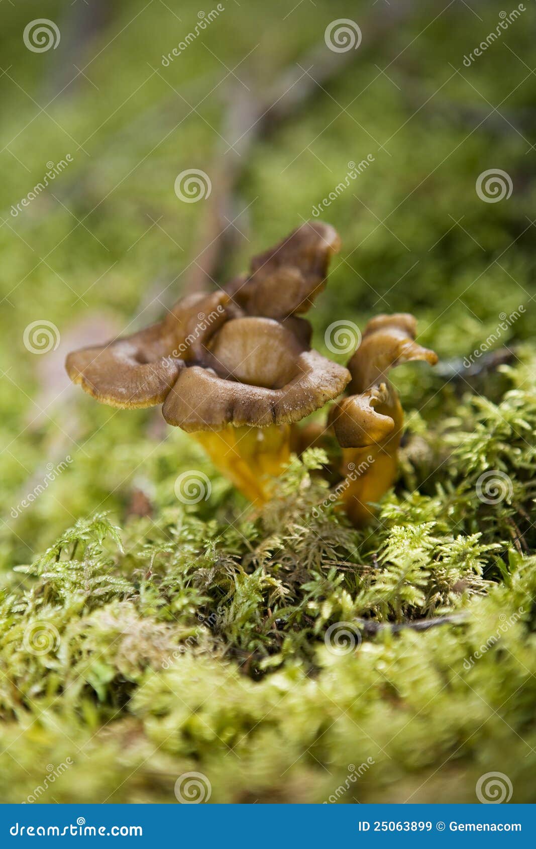 Chanterelles stock image. Image of plant, season, outdoors 25063899