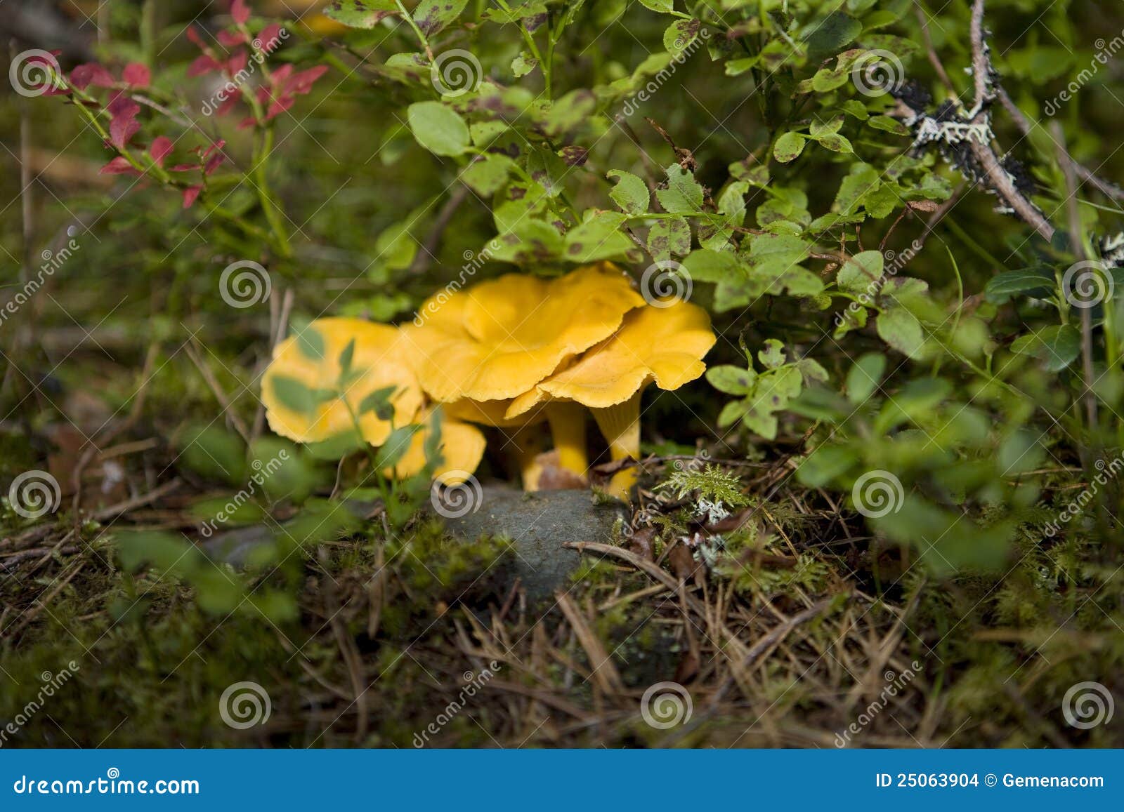 Chanterelles stock photo. Image of grass, season, food 25063904