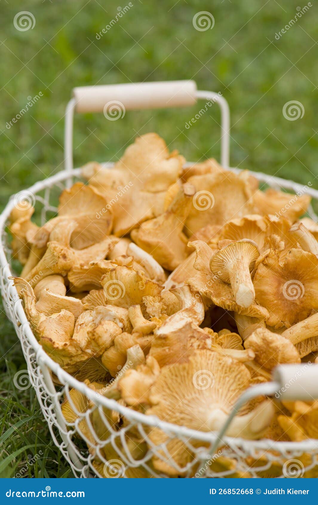 Chanterelles stock photo. Image of cook, season, nutrition 26852668