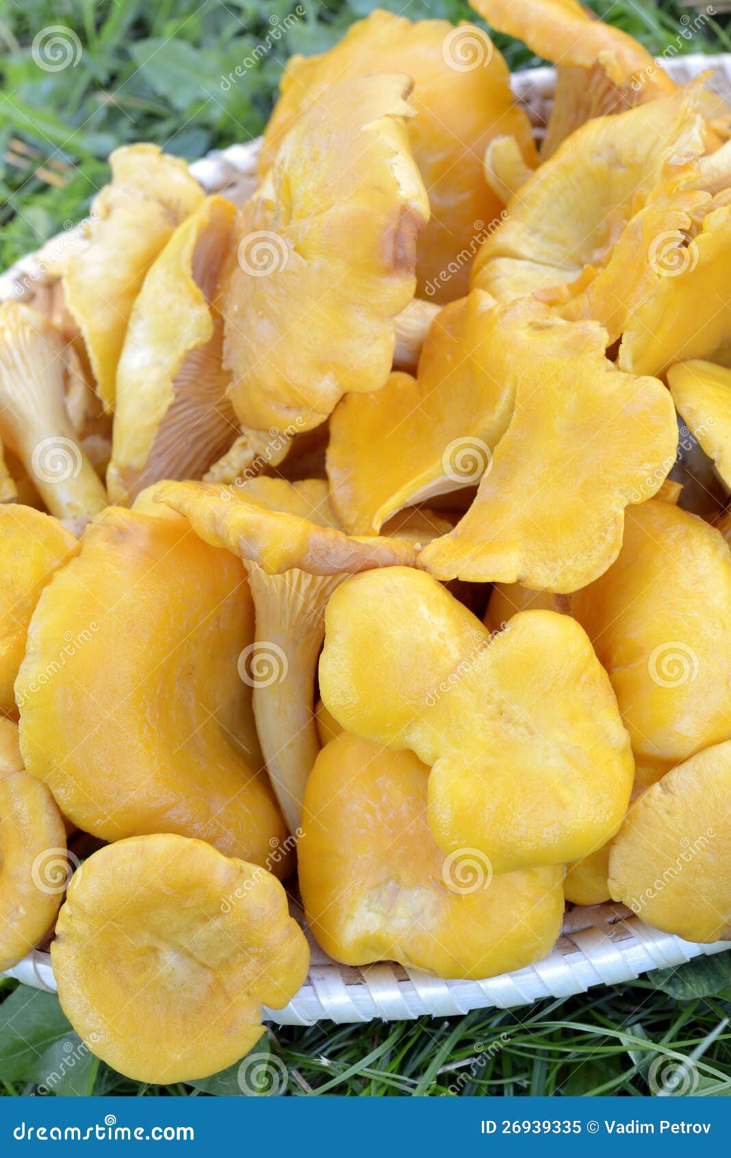 Chanterelles stock image. Image of stem, natural, mushroom 26939335