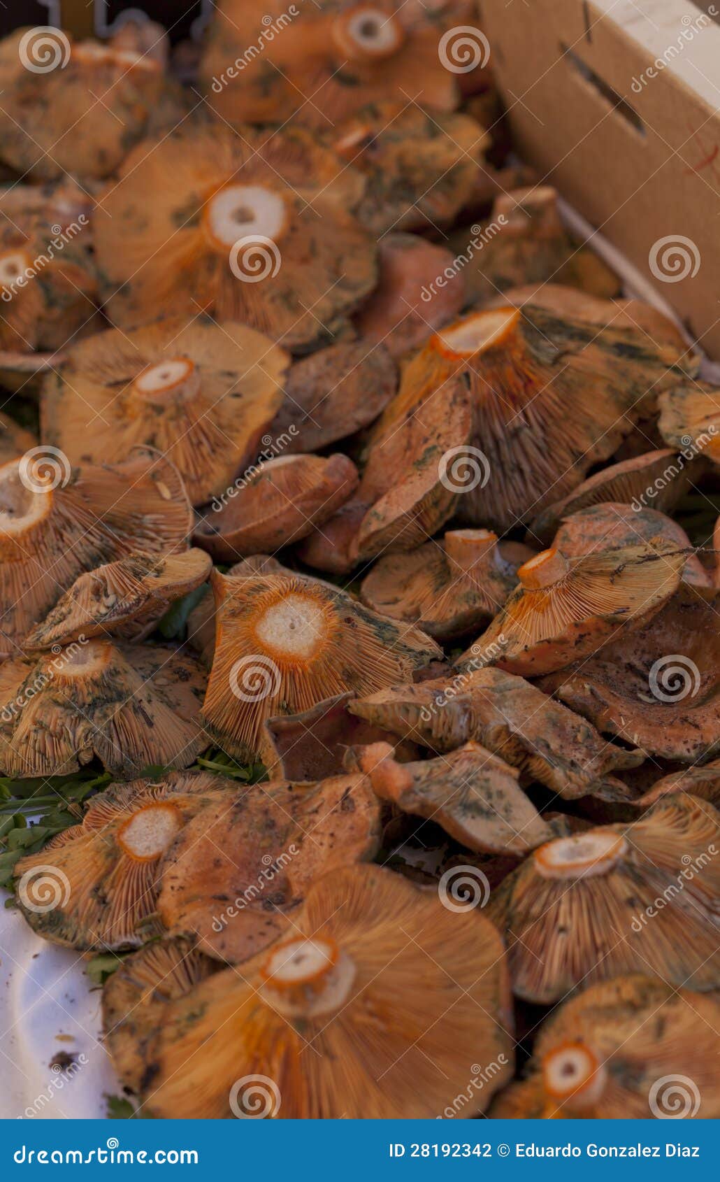 Chanterelles stock photo. Image of market, mushrooms 28192342