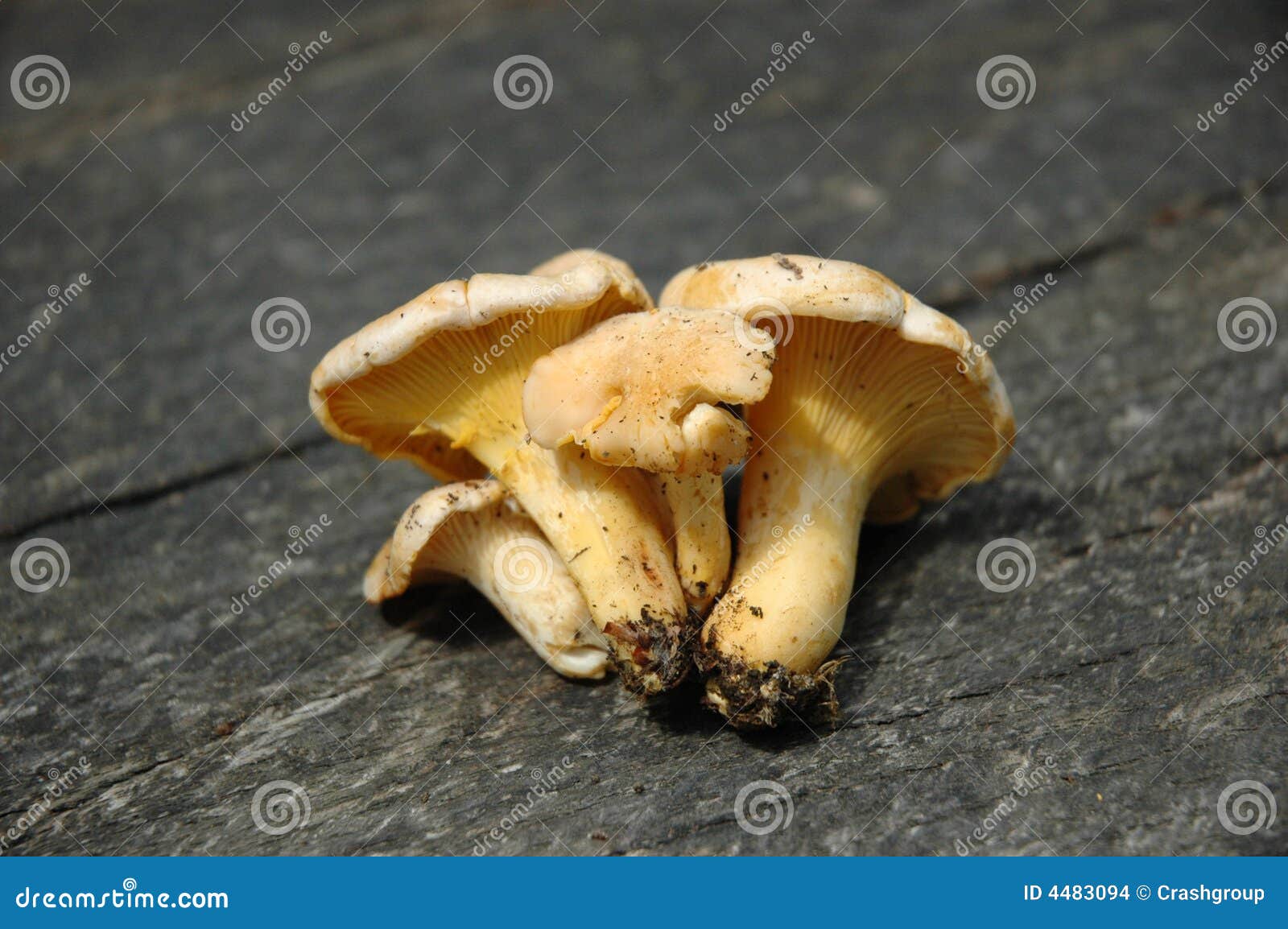 Chanterelles stock photo. Image of mushroom, cultivated 4483094