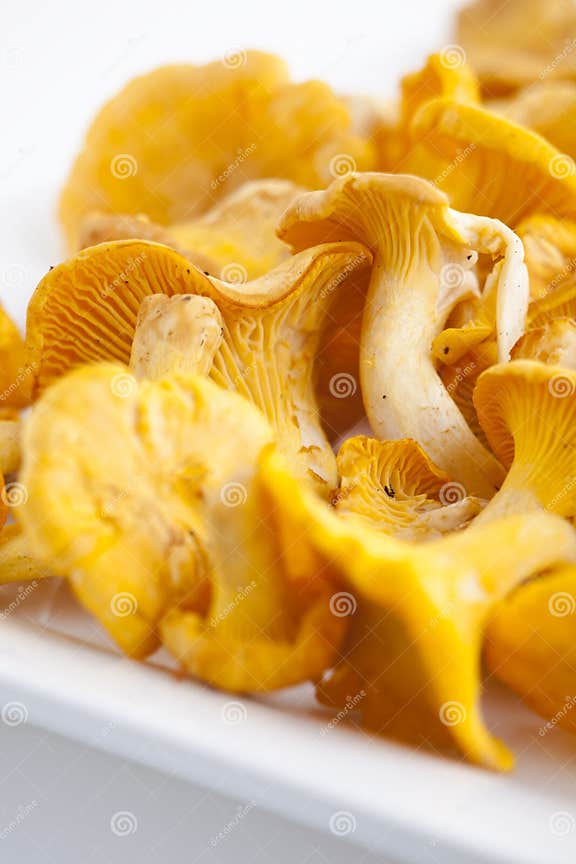 Chanterelles stock image. Image of eating, nutrition, wellbeing 6105809