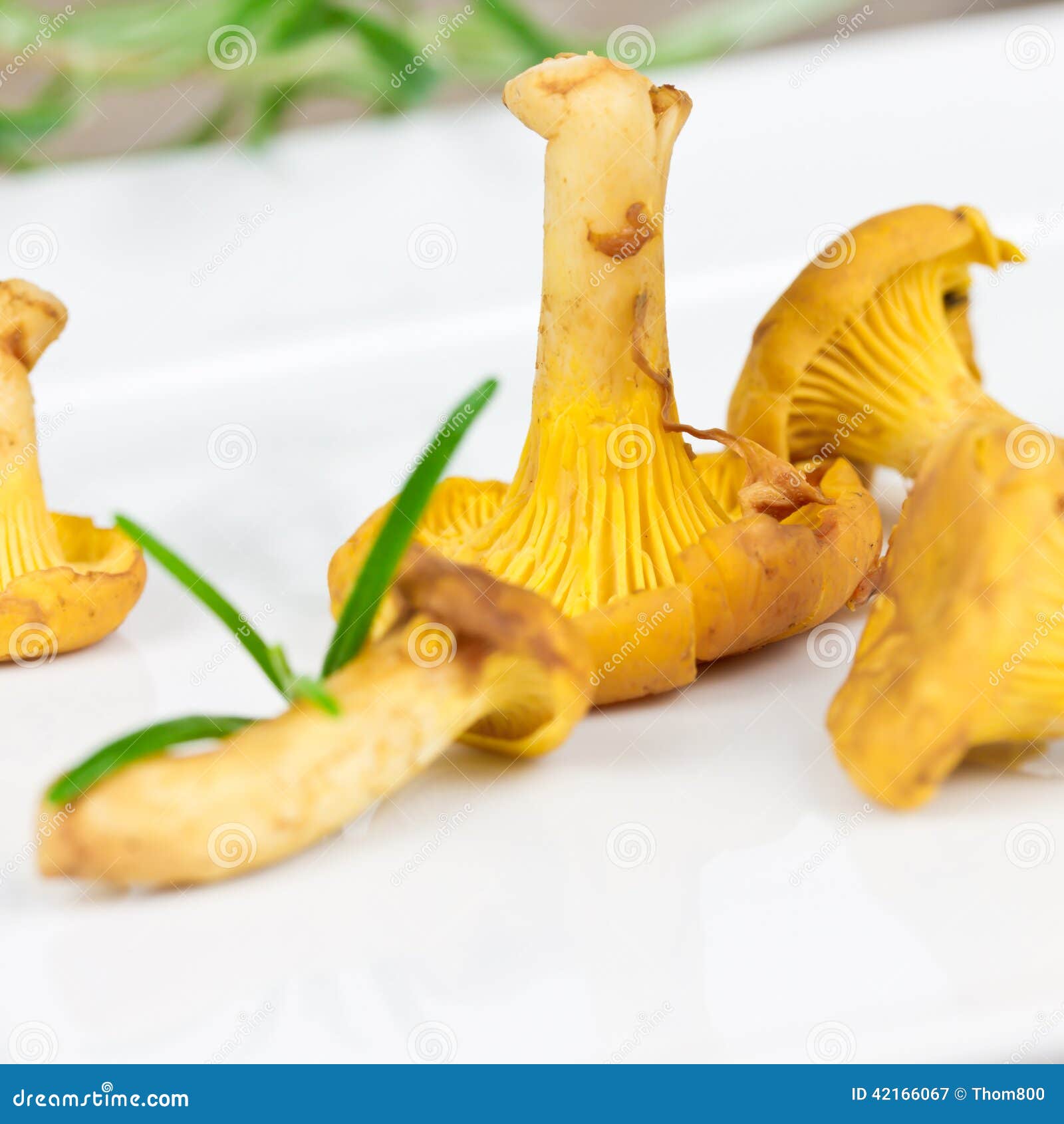 Chanterelles stock image. Image of vegetable, kitchen 42166067