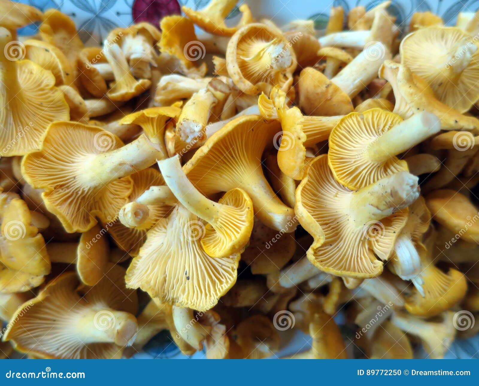 Chanterelles stock photo. Image of frying, fresh, gold 89772250