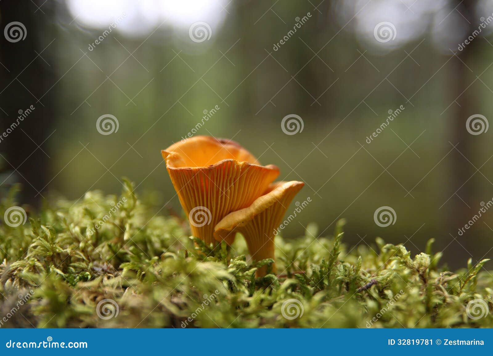 Chanterelles stock image. Image of moss, green, nature 32819781