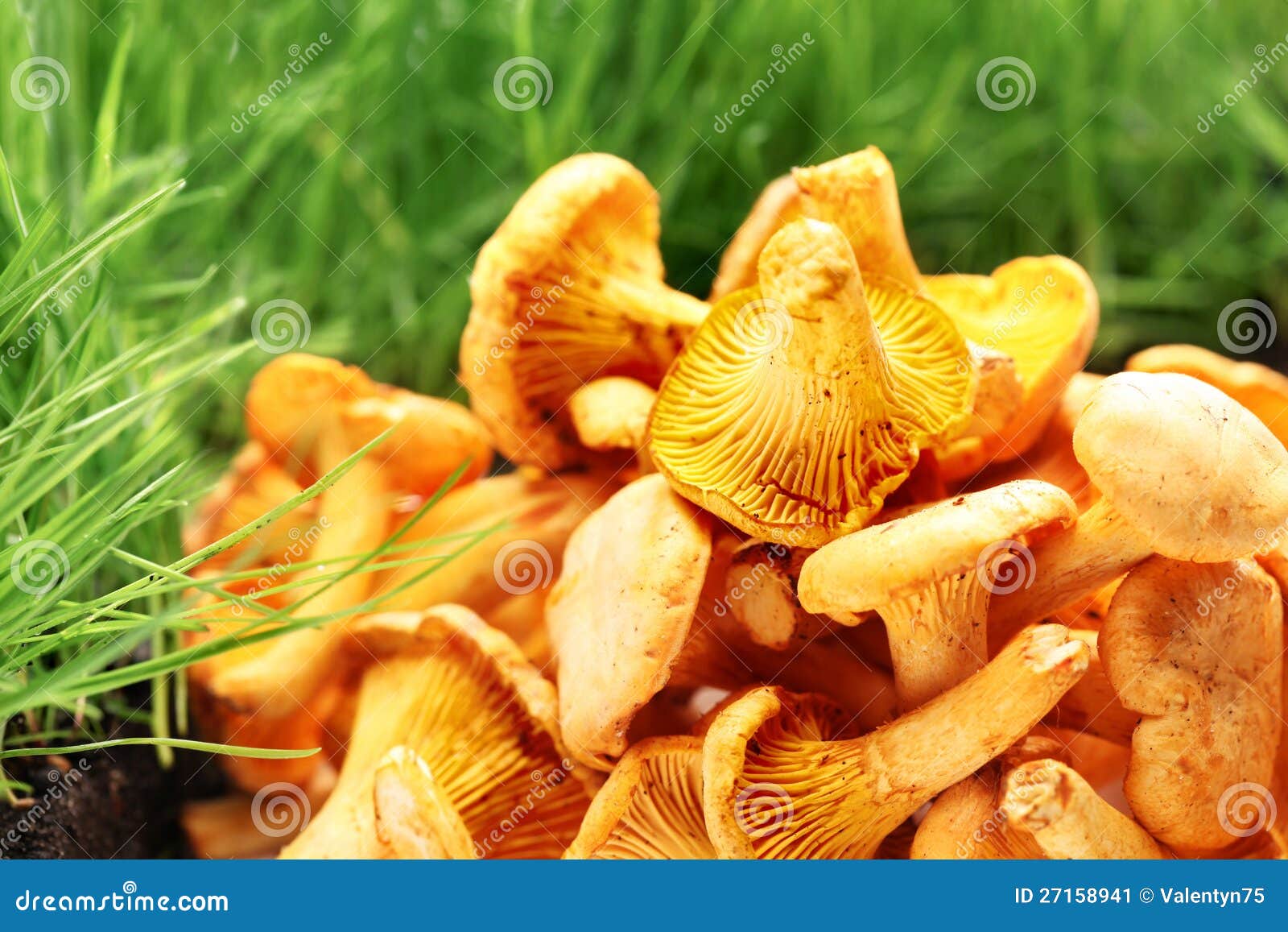 Chanterelles mushrooms. stock image. Image of objects 27158941