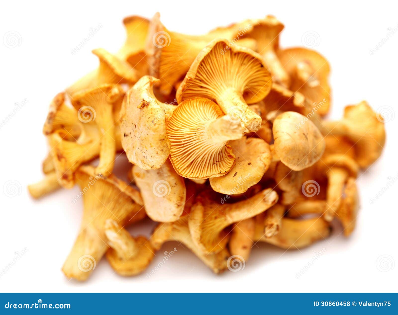 Chanterelles mushrooms. stock photo. Image of ingredient 30860458