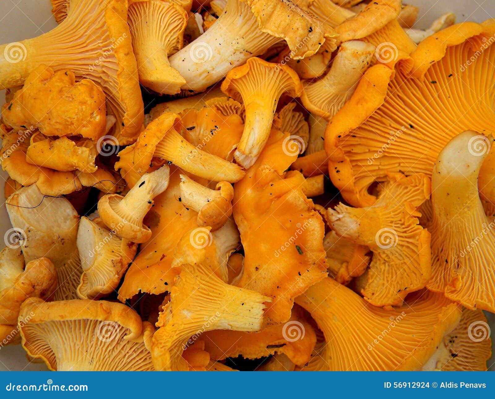 Chanterelles Mushrooms stock photo. Image of mushrooms 56912924