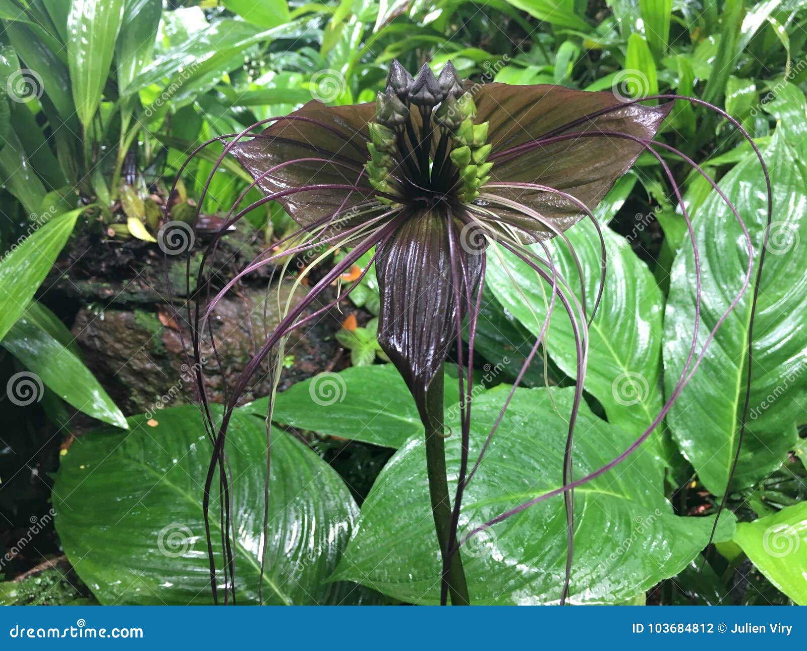 Chantrieri Del Tacca, La Flor Negra Del Lirio Del Palo Foto de archivo -  Imagen de hoja, palo: 103684812