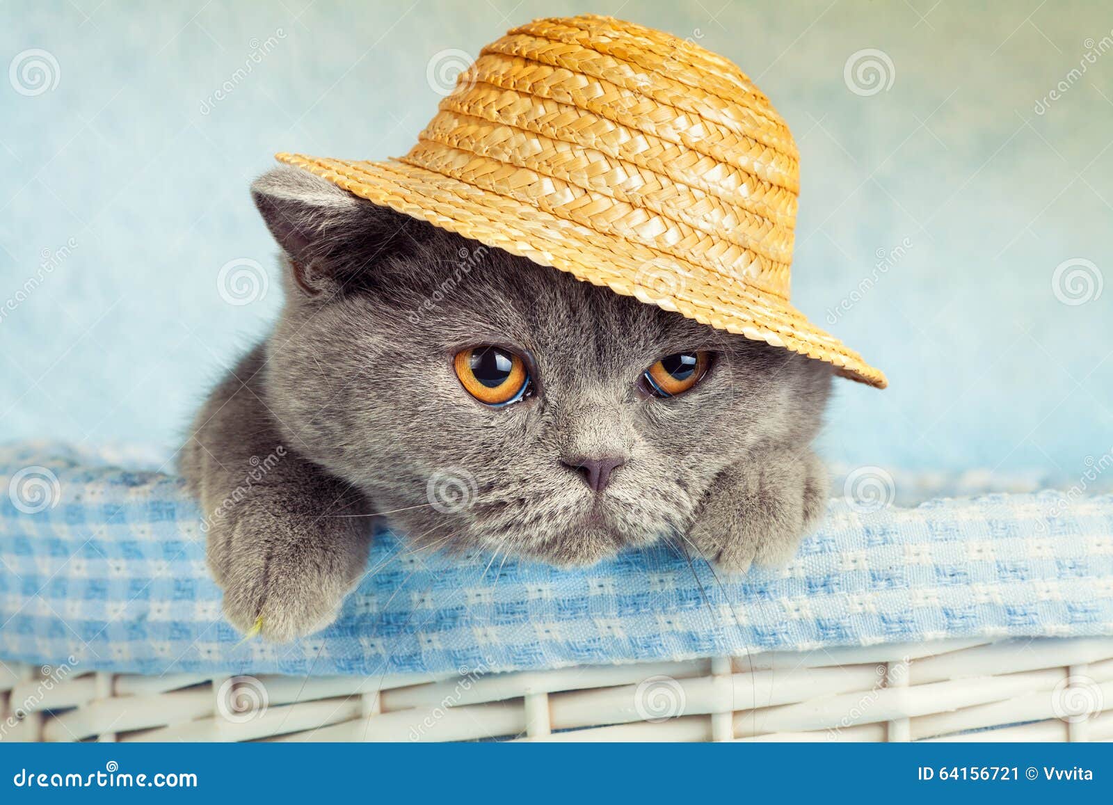 Chapeau De Paille De Port De Chat Image Stock Image Du Chapeau Chat Chapeau De Paille De Port De Chat Image Stock Image Du Chapeau Chat