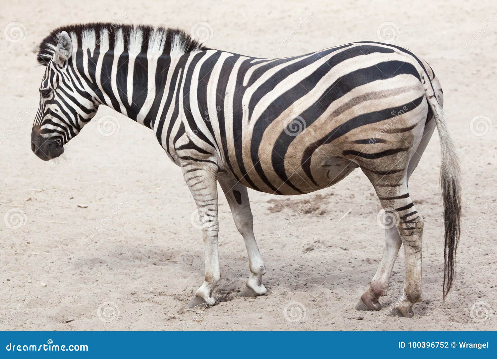 chapman`s zebra equus quagga chapmani.