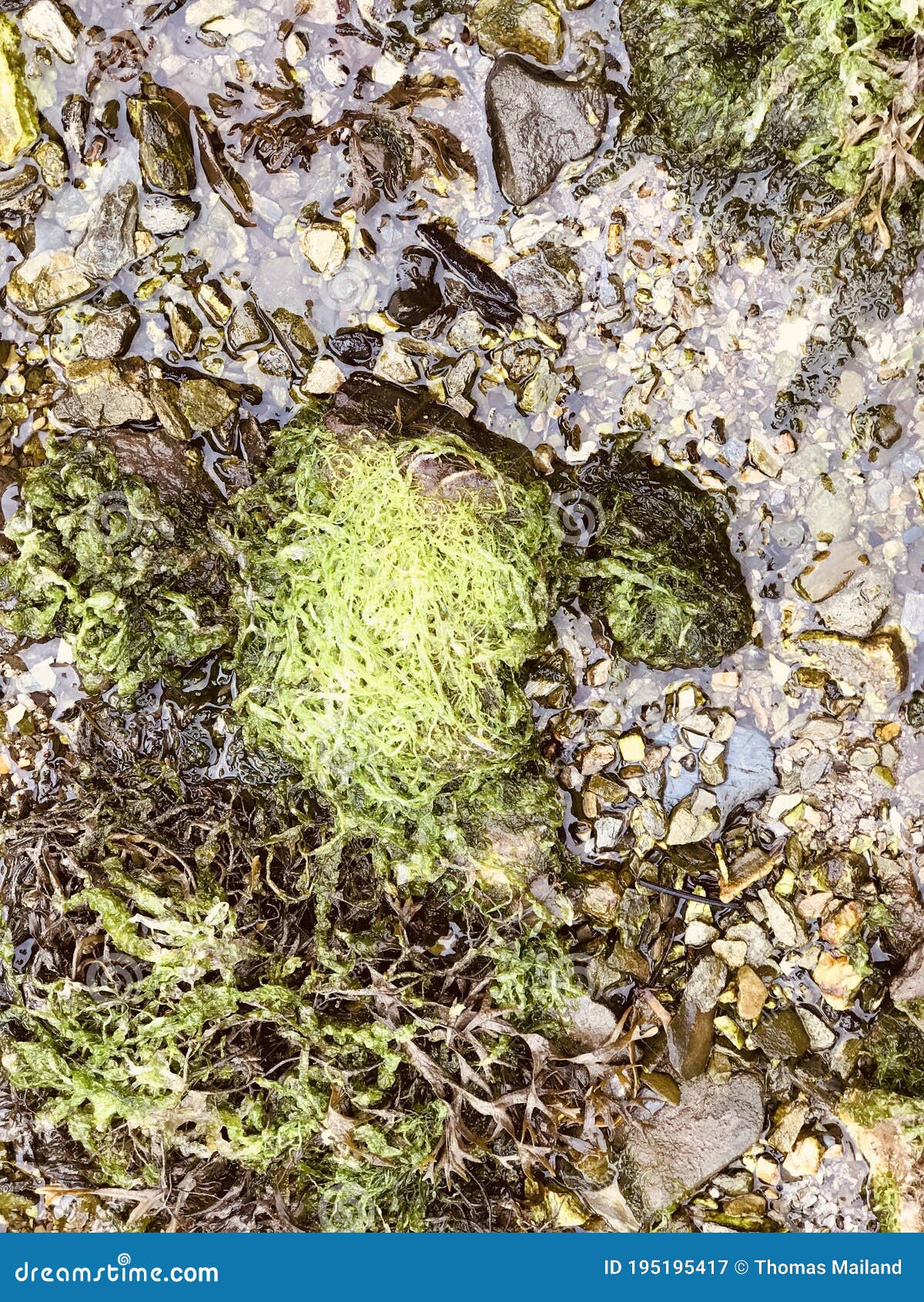 characterful seaweed - cornwall
