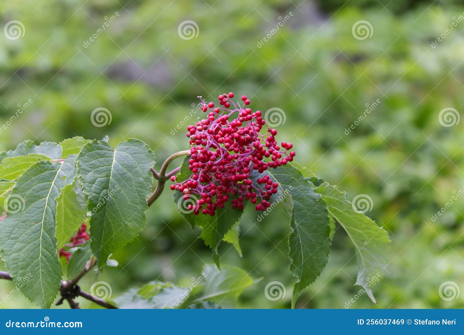 characteristic red berries of the gaspesie national park, canada