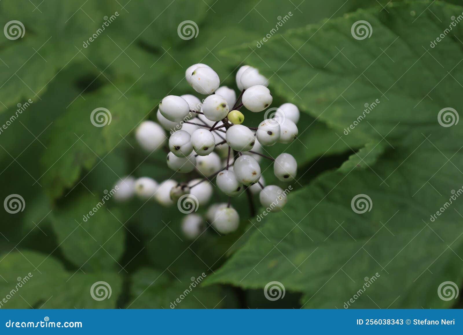 characteristic white berries of the gaspesie national park, canada