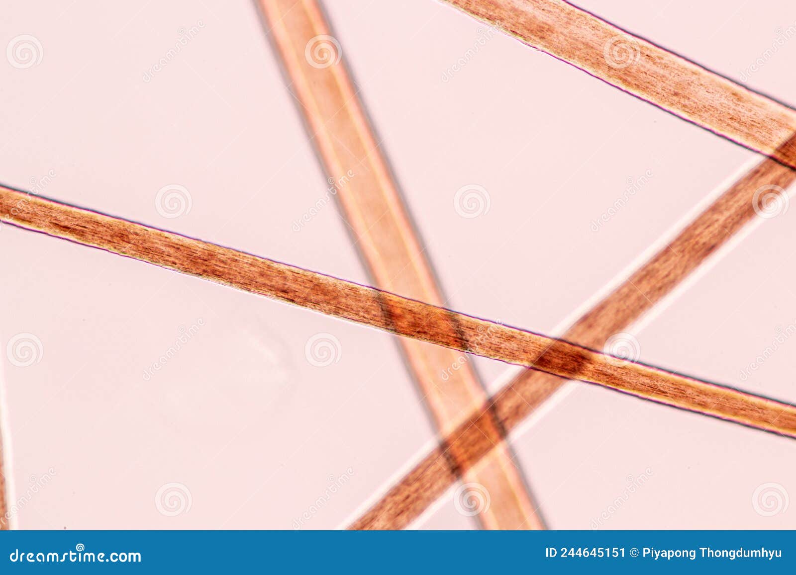 Hair Cell of Human Under Microscope View. Stock Image Image of