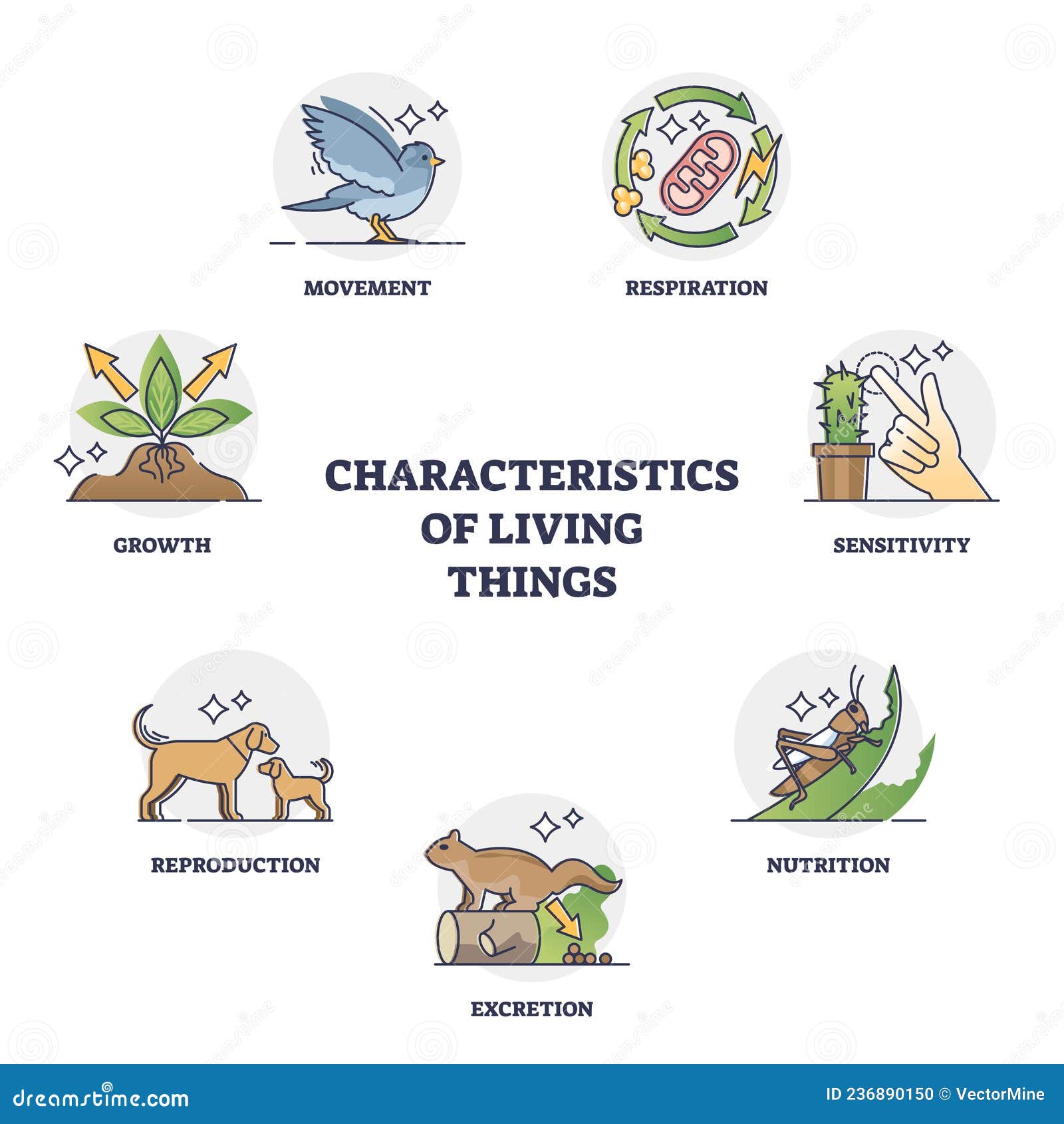 The Characteristics of Living Things