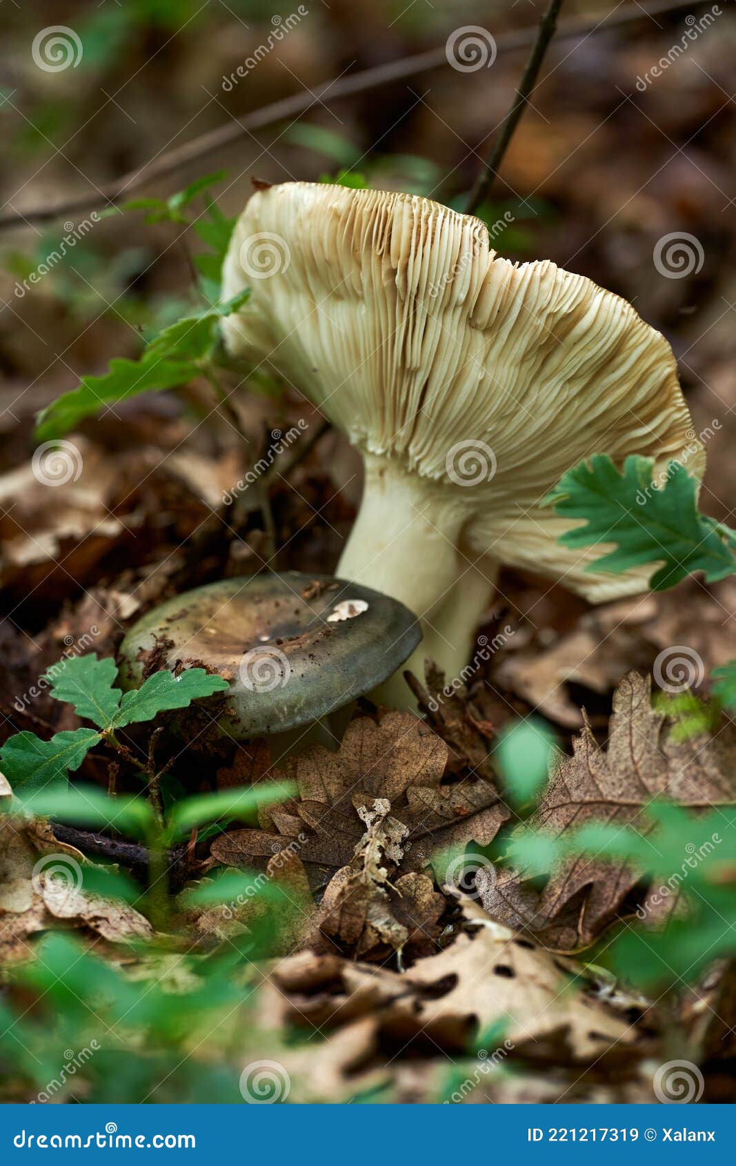 Charcoal burner mushroom stock image. Image of summer 221217319
