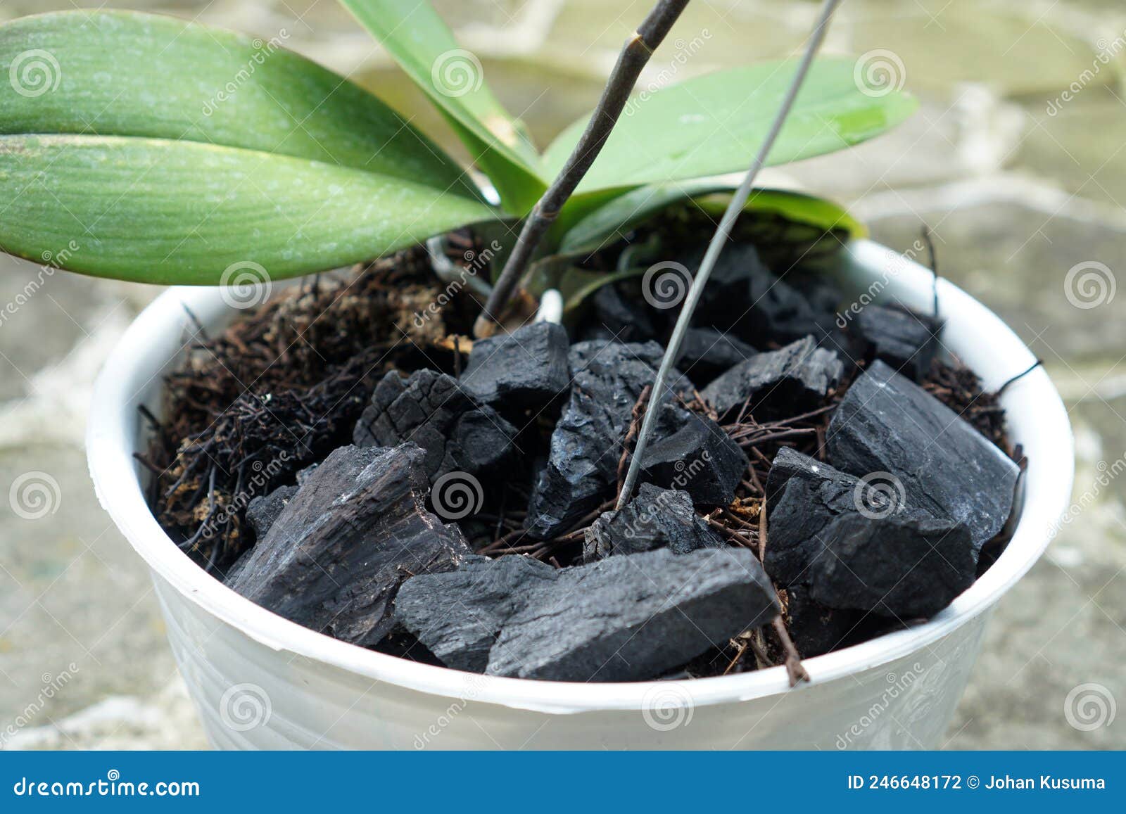 Charcoal Can Be Used As a Growing Medium for Orchids Stock Photo