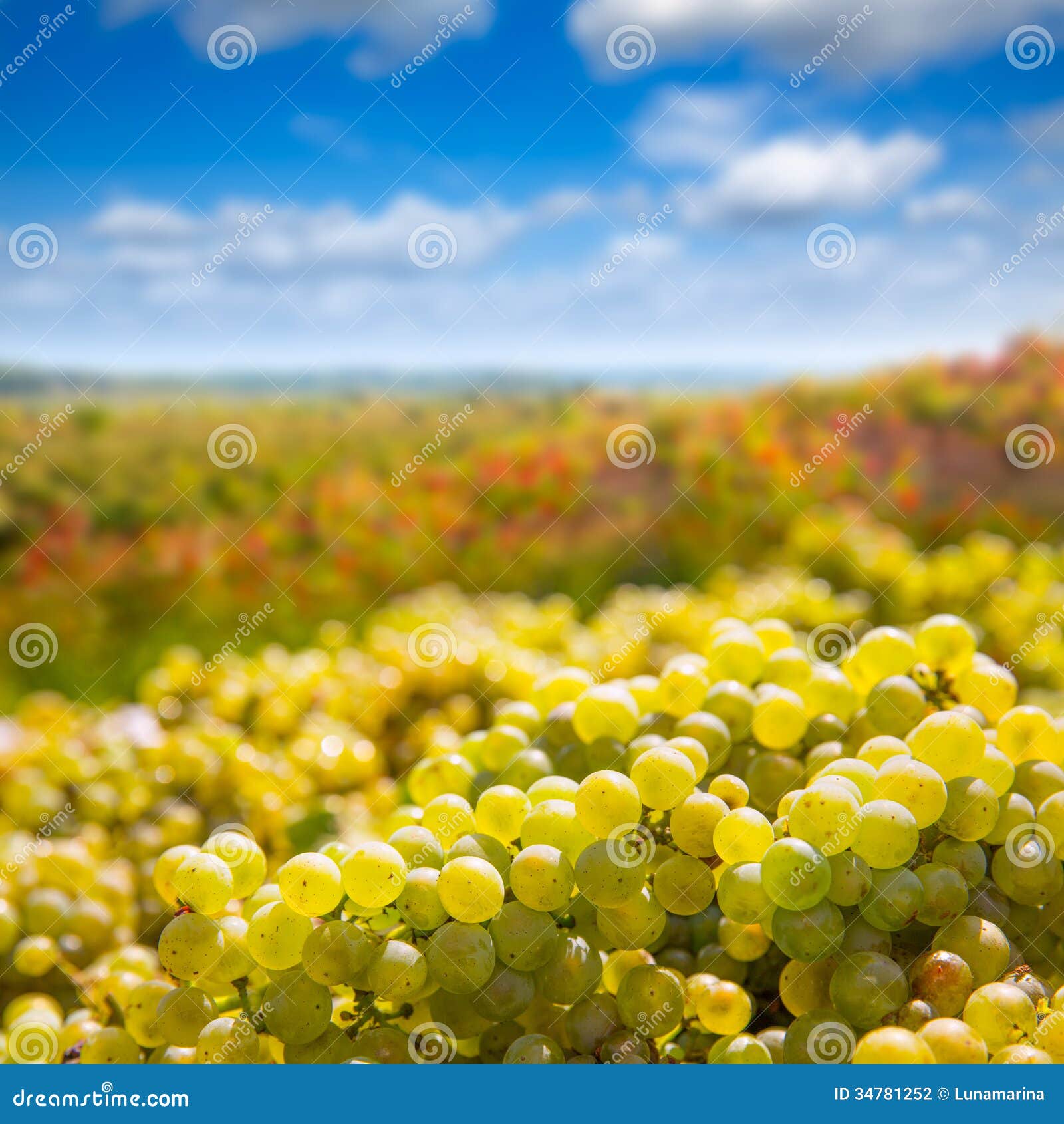 chardonnay harvesting with wine grapes harvest