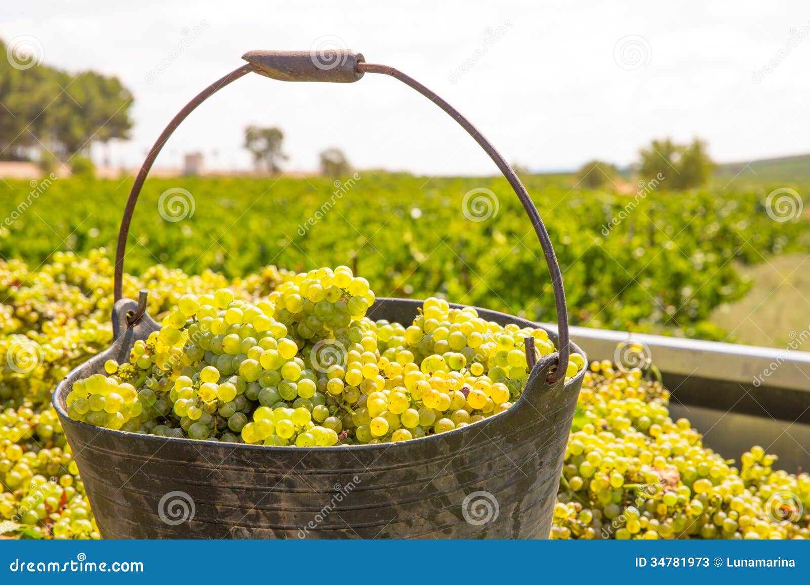 chardonnay harvesting with wine grapes harvest