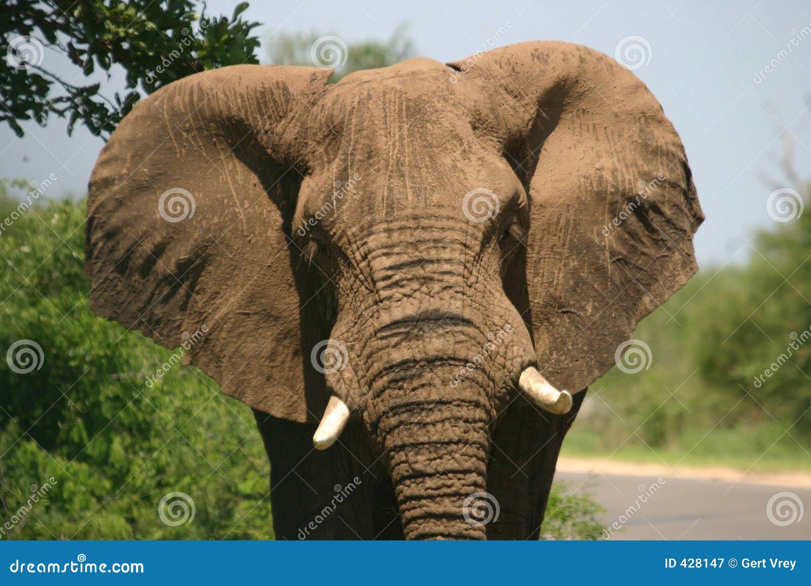 This elephant photo is not a Photo by Ramona Heiner 