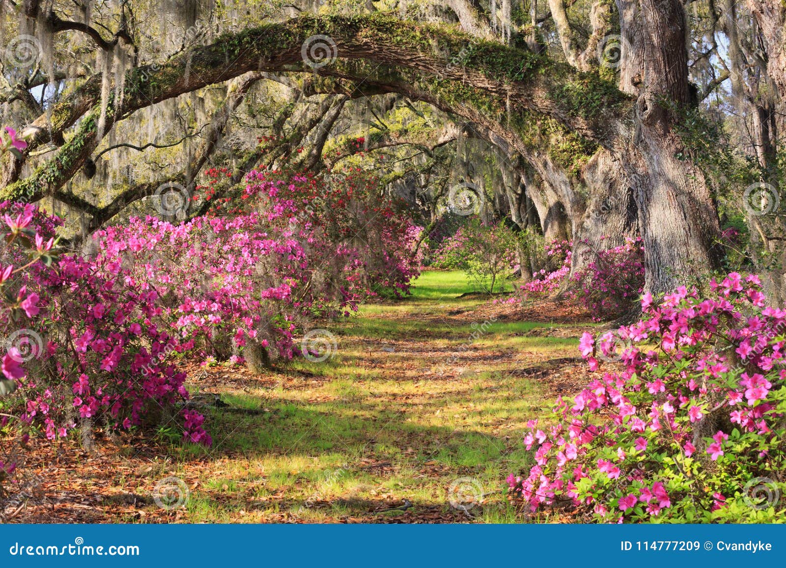 charleston sc spring background azaleas rows pink azalea bushes beneath arched limbs live oak trees draped spanish 114777209