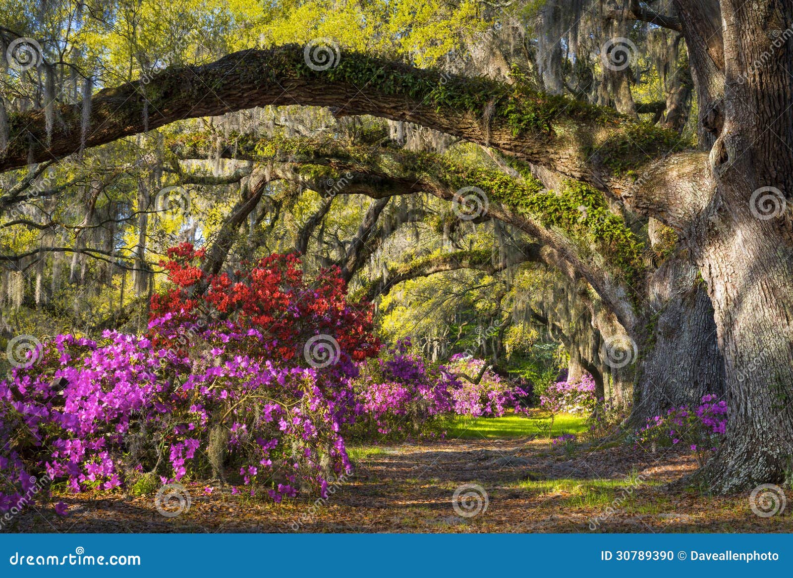 charleston sc spring bloom azalea flowers south carolina plantation garden under live oaks spanish moss 30789390