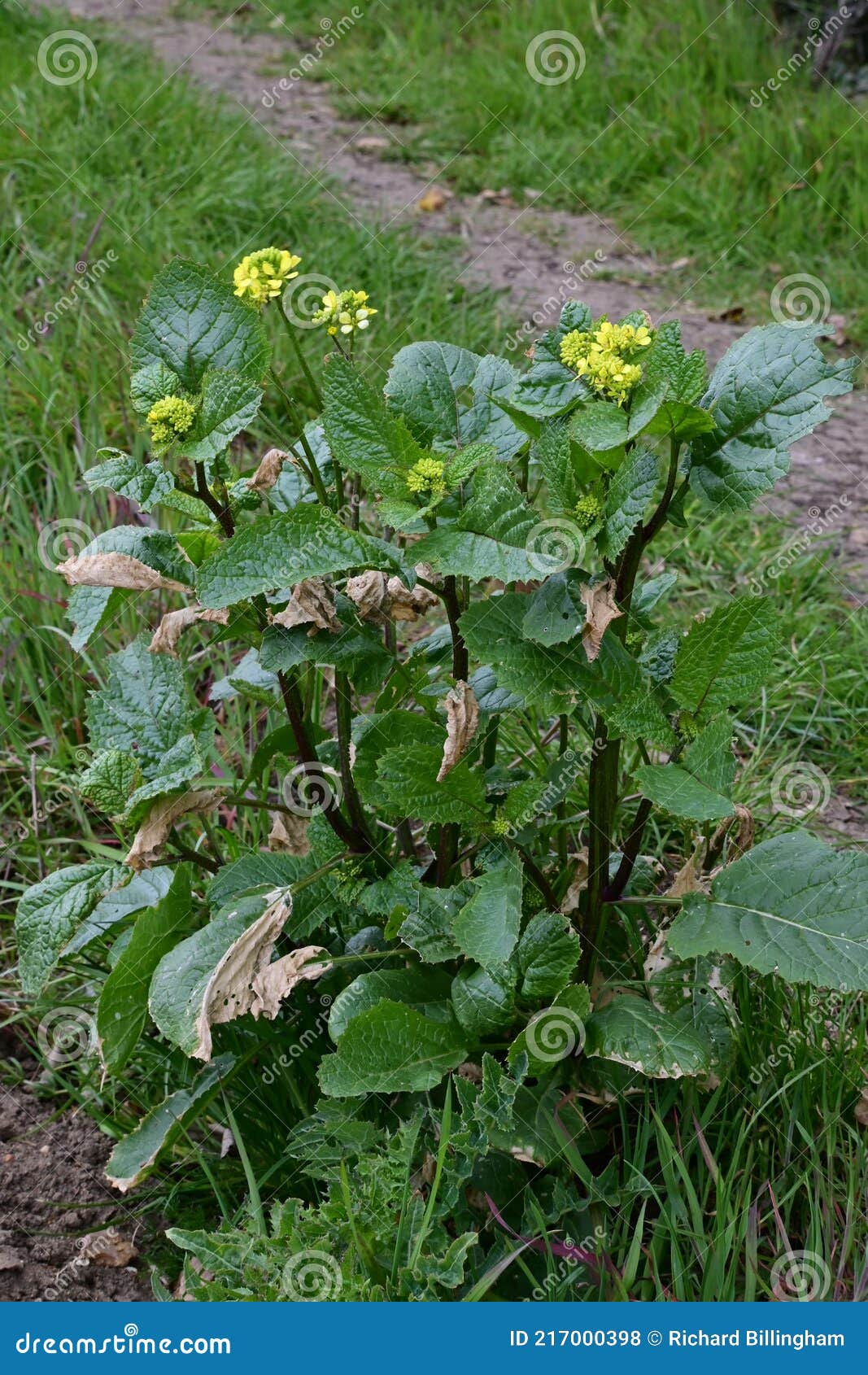 charlock, field or wild mustard - sinapsis arvensis, norfolk, england, uk