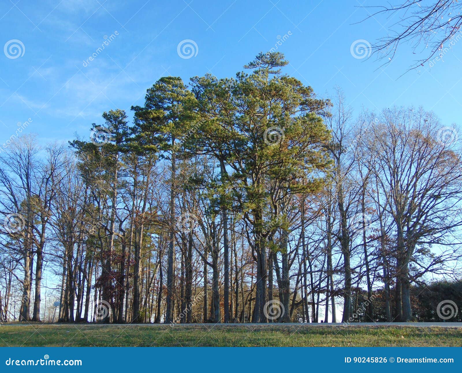 Charlotte, North Carolina stock photo. Image of bello 90245826