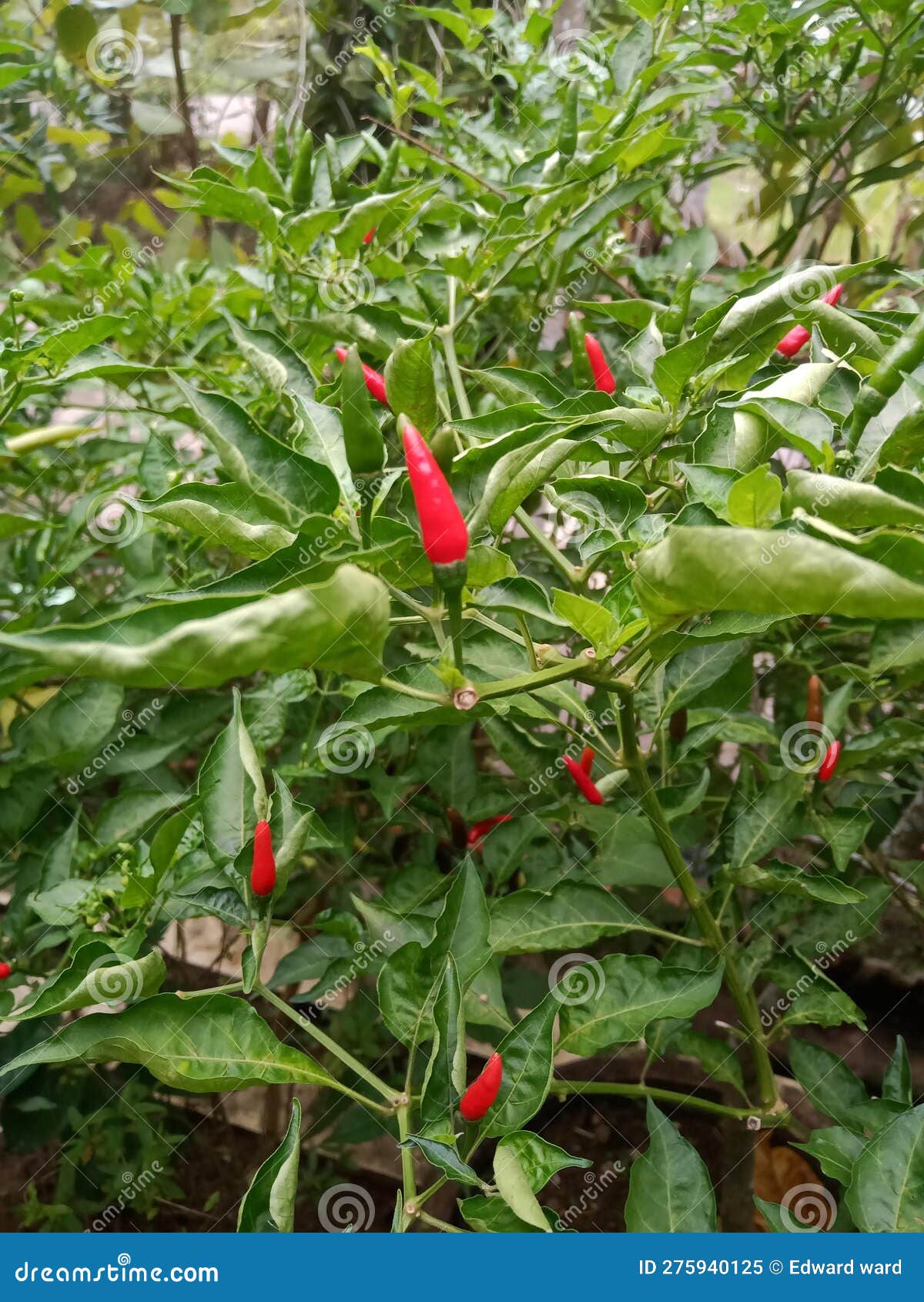 The Charm of Chili Plants Using Pots Stock Image Image of charm