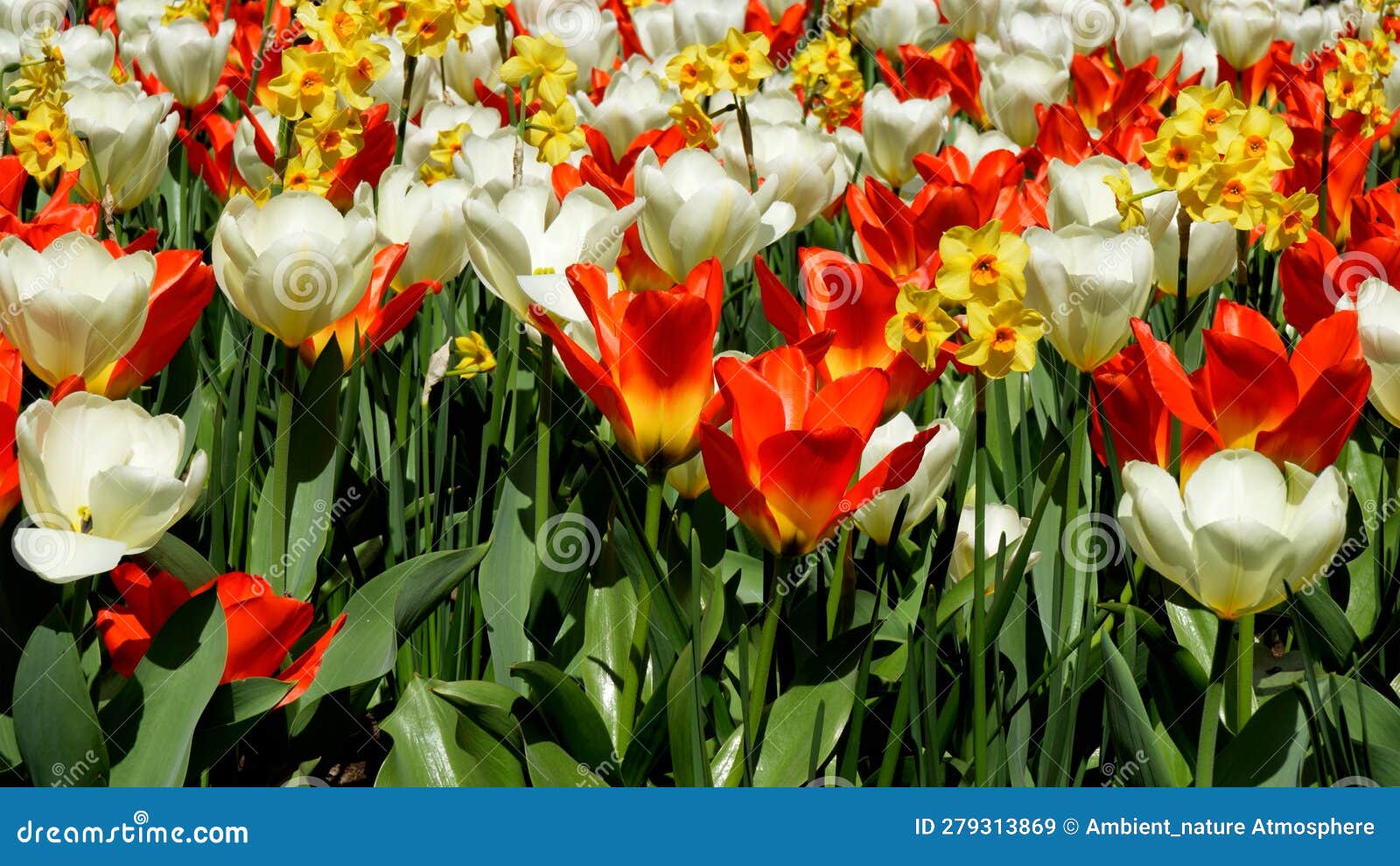 The Charm of Tulips, a Journey through the Thousand Colors of a ...