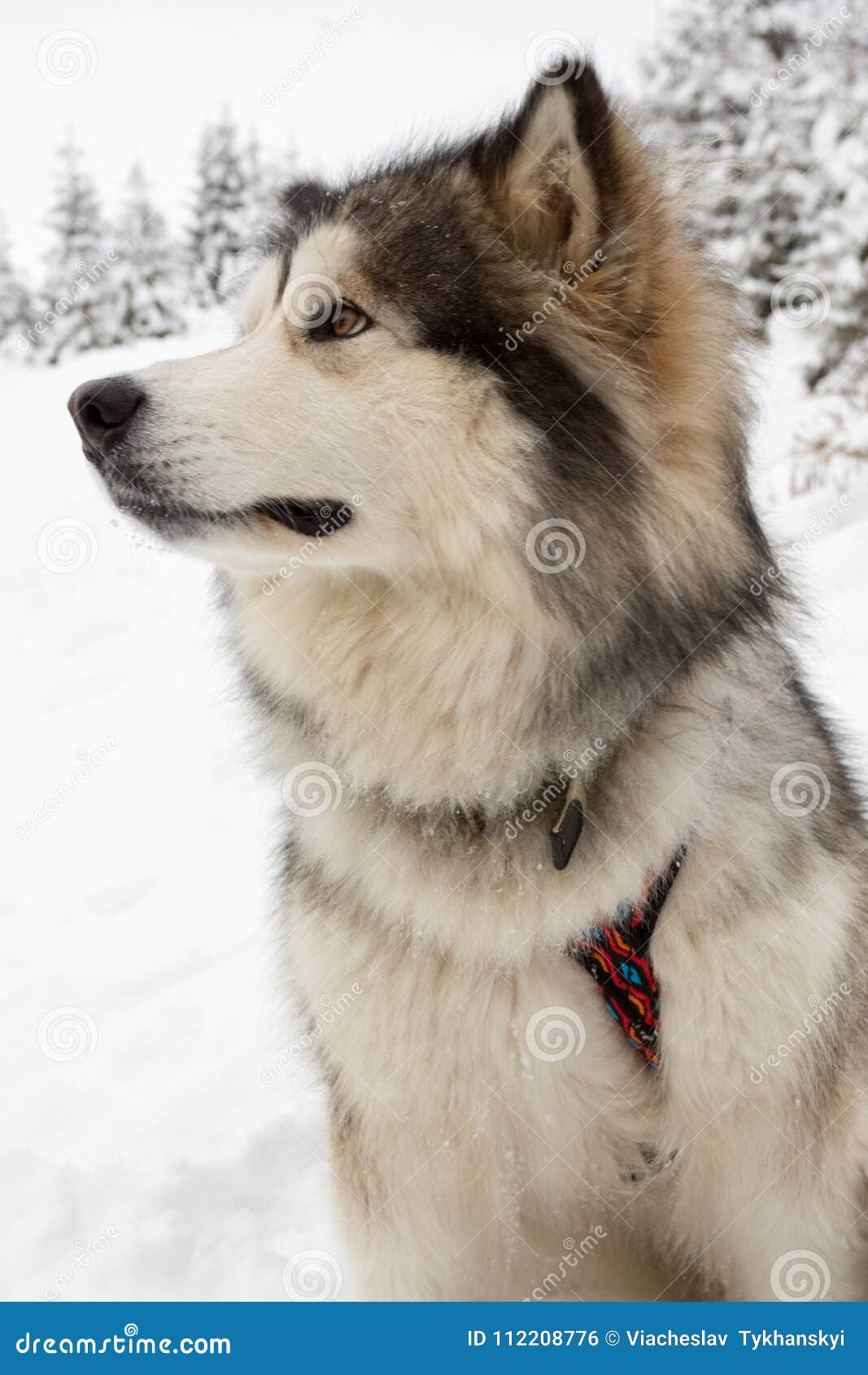 Alaskan Malamute on Snow stock photo. Image of front 112208776