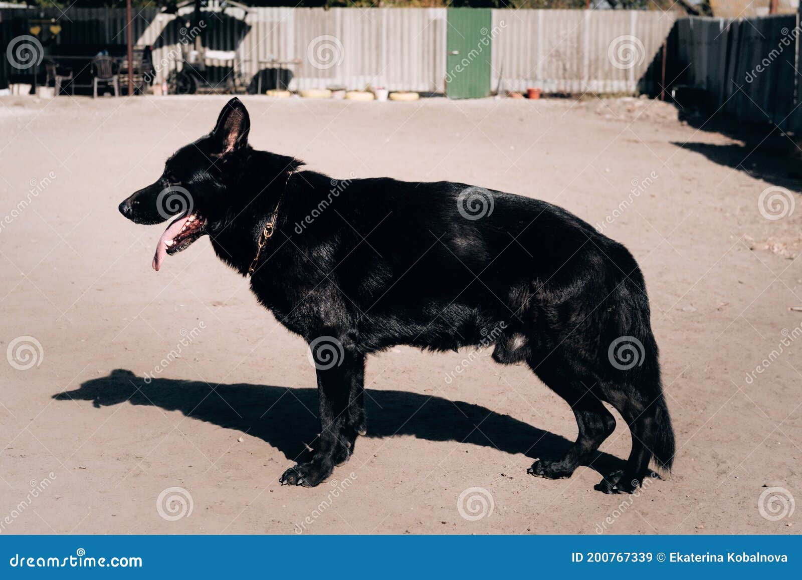 Featured image of post Black German Shepherd Side View Pobierz to zdj cie german shepherd side view teraz