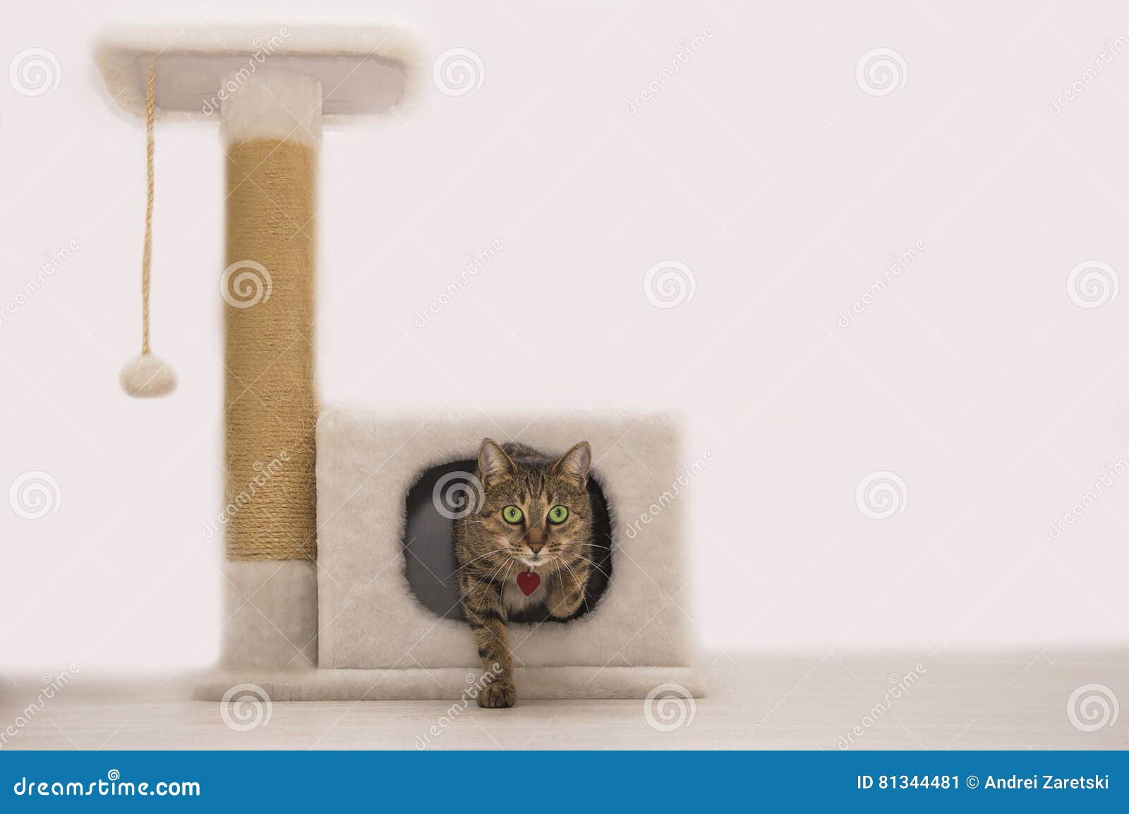 cat out house