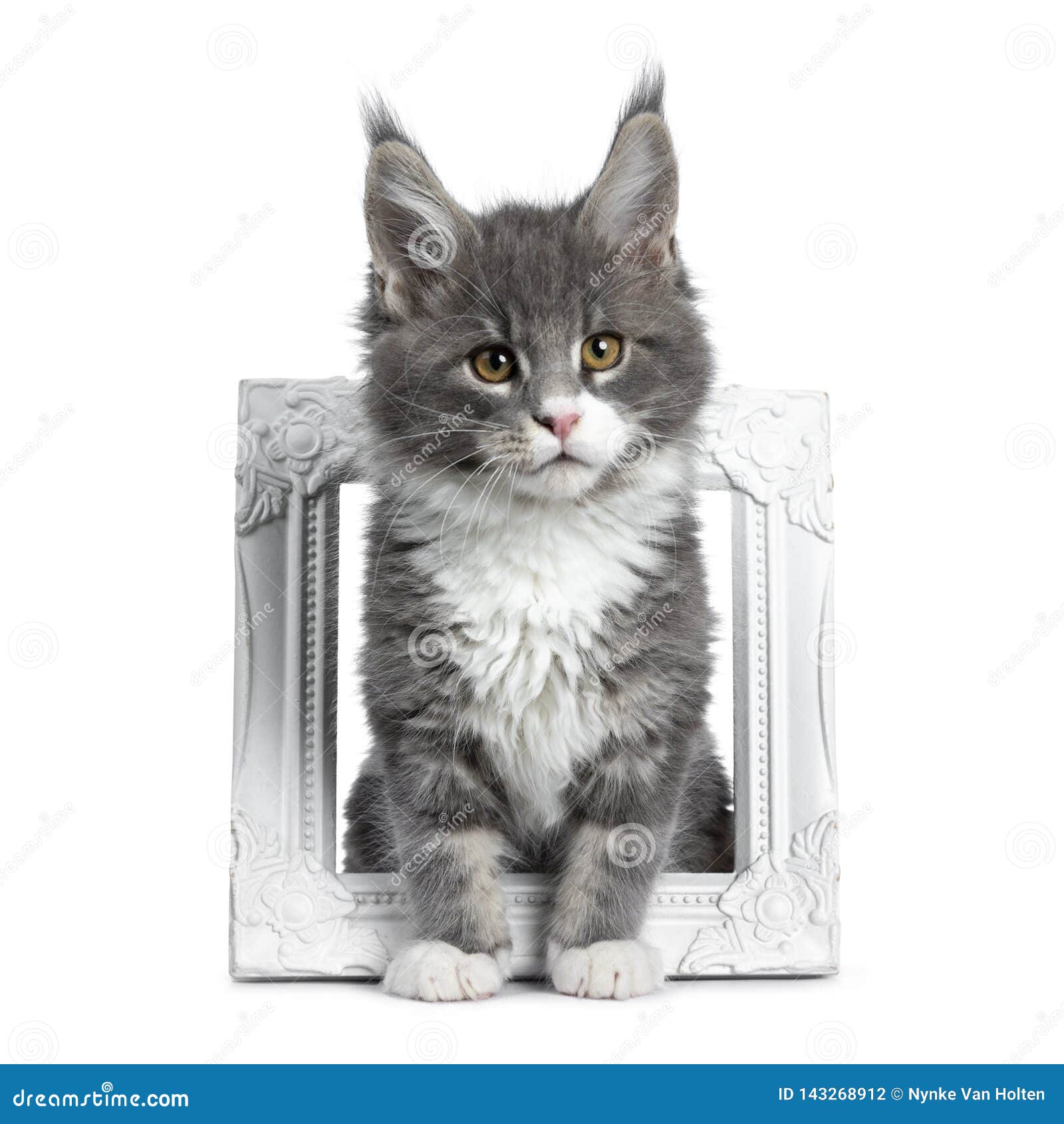 Charming Cute Blue With White Maine Coon Cat Kitten On White Stock Photo Image Of Contact Kitten Charming Cute Blue With White Maine Coon Cat Kitten On White Stock Photo Image Of Contact Kitten