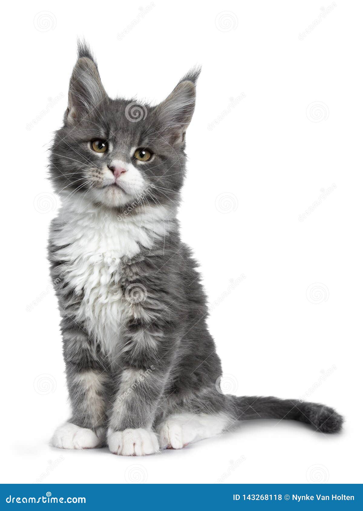 Charming Cute Blue With White Maine Coon Cat Kitten On White Stock Photo -  Image Of Dosmetic, Blue: 143268118