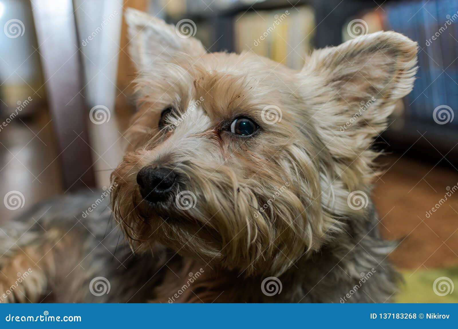 Charming Dog Breed Yorkshire Terrier Stock Photo Image of eyes, mini 137183268