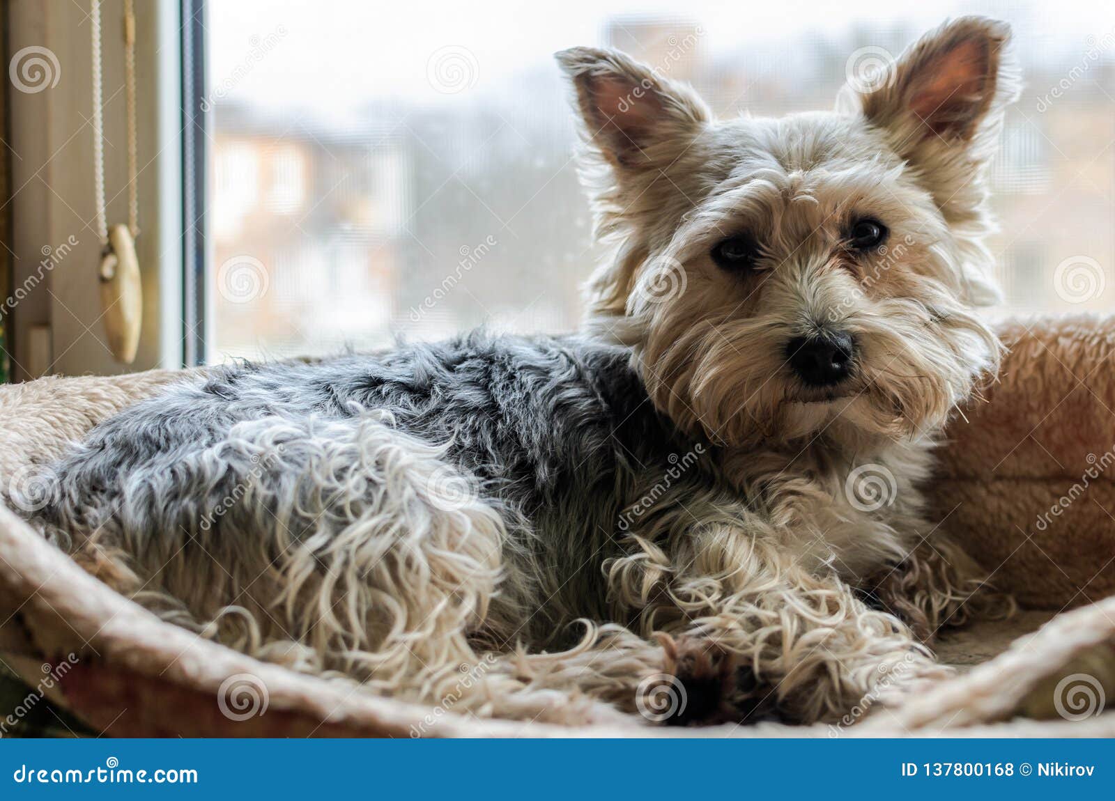 Charming Dog Breed Yorkshire Terrier Stock Photo Image of little, purebred 137800168