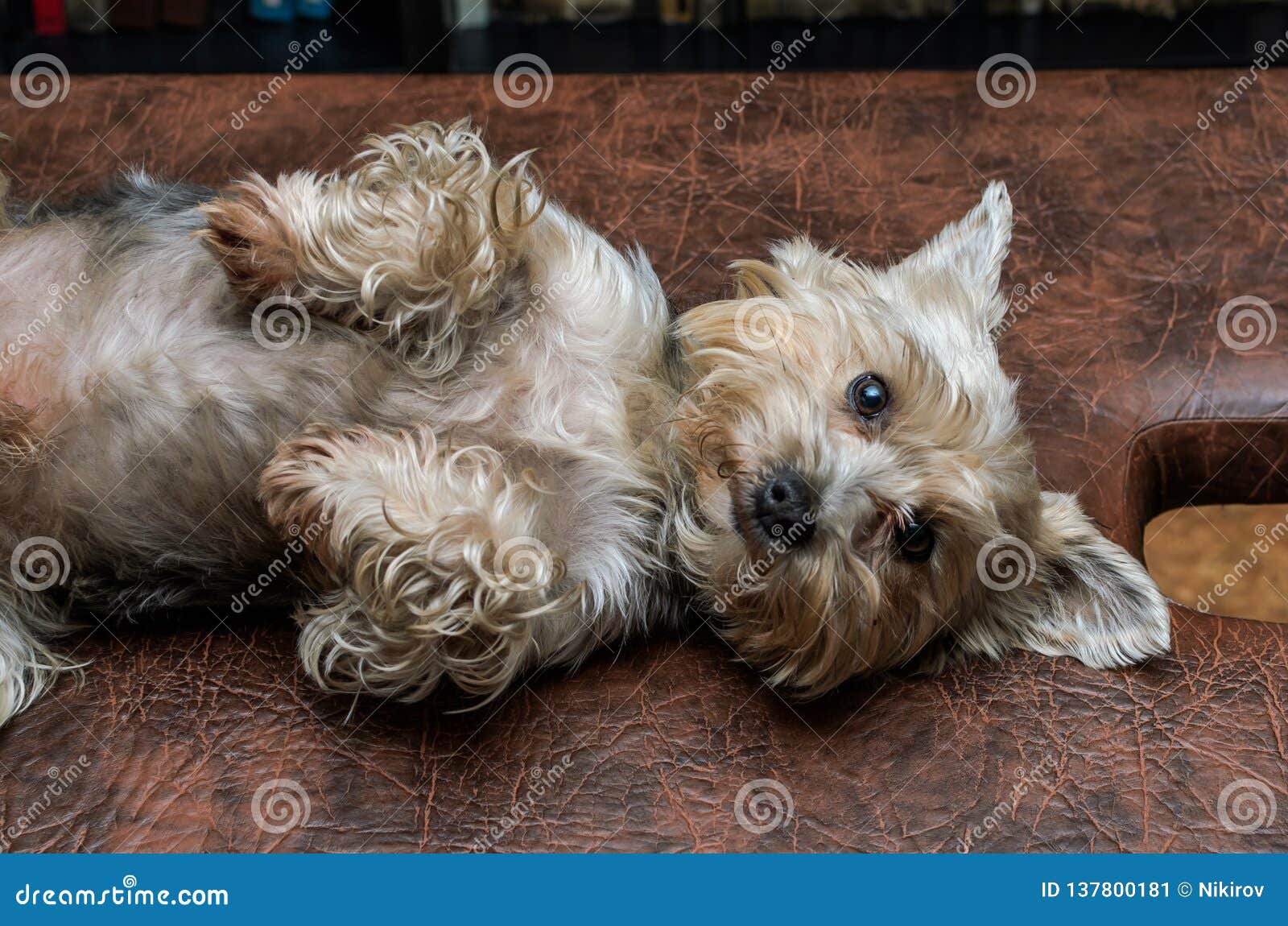 Charming Dog Breed Yorkshire Terrier Stock Image Image of purebred