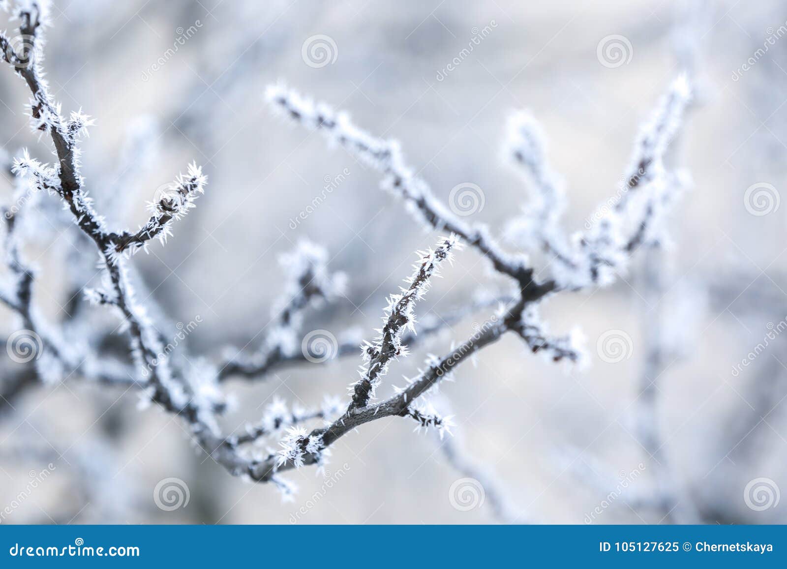 Charming Frozen Tree Branches Stock Image - Image of background ...