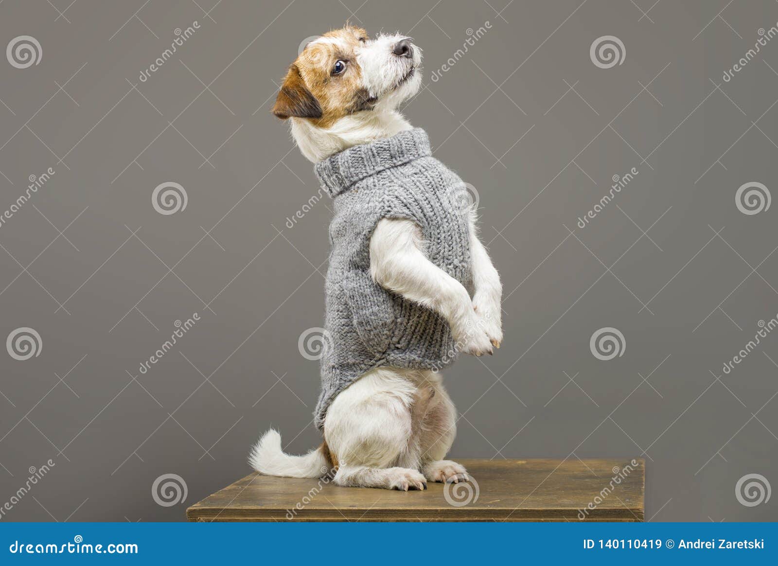 jack russell sweater