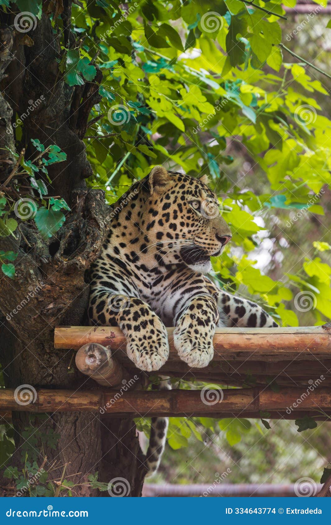 a charming jaguar is resting between the trees. chandigarh chhatbir zoo, india