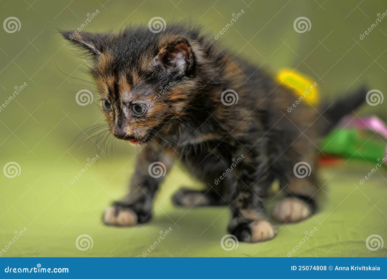 Charming kitten stock photo. Image of animal, kitty, kitten 25074808