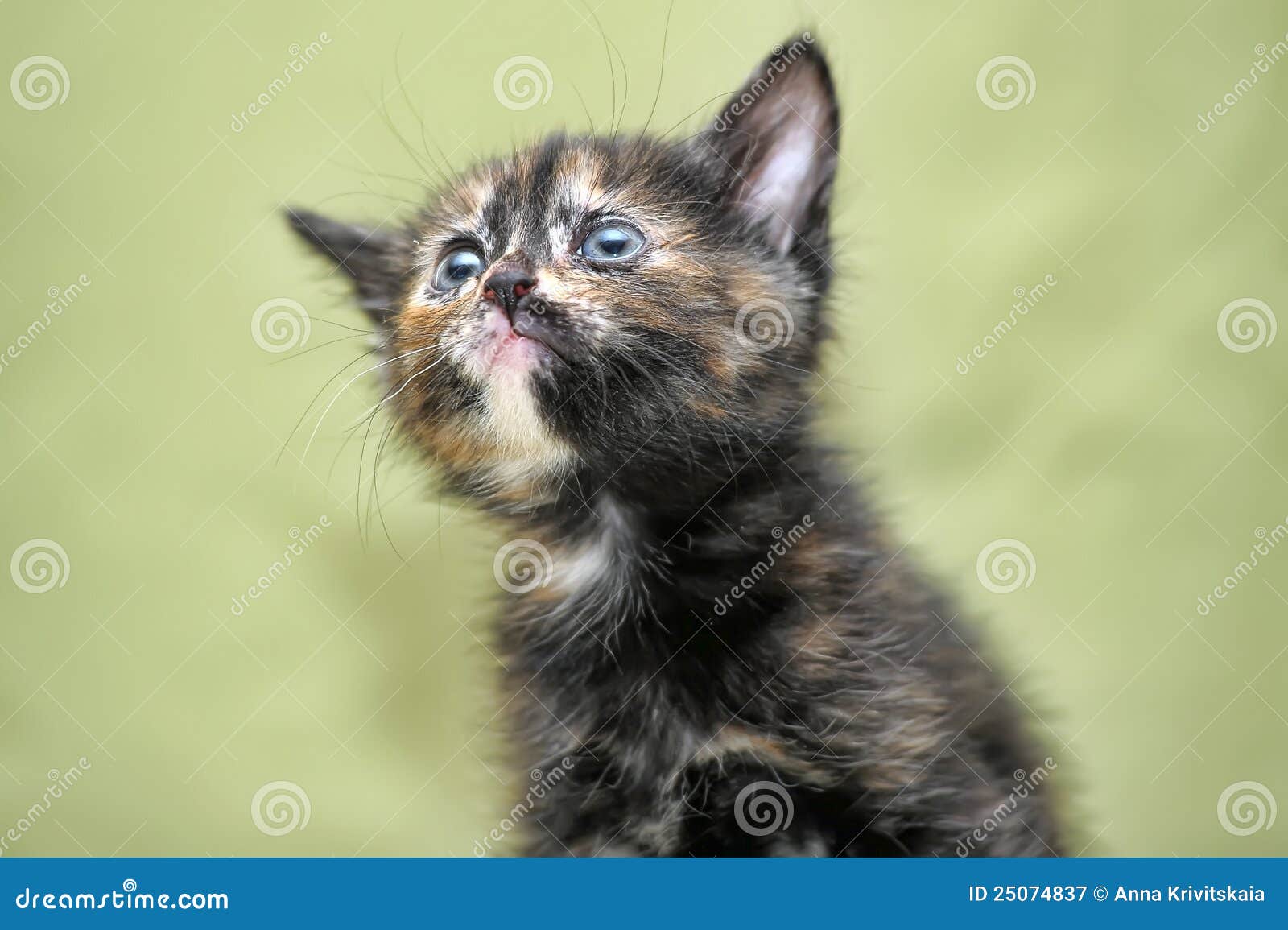 Charming kitten stock image. Image of hair, kitten, animal 25074837